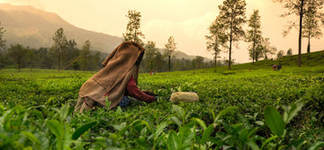 Trick-or-Treat with Harney & Sons